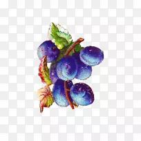 葡萄浆果紫李枝