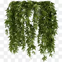 藤本植物墙灌木-常春藤葫芦