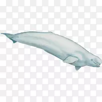 图库溪普通宽吻海豚齿状鲸白鲸-鲸鱼水彩