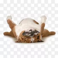 疲劳、慢性疲劳、运动健康、甲状腺疾病-睡眠犬