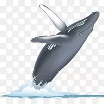 鲸目动物表面行为鲸类蓝鲸座头鲸观鲸水彩画