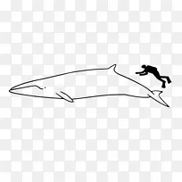 南极小须鲸