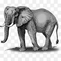 非洲灌木象亚洲象剪贴画-非洲森林象