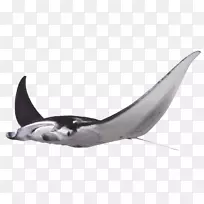巨型海洋曼陀罗类海洋大白鲨-红射线