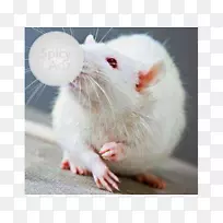 沙土鼠棕色大鼠实验大鼠白化病-宠物大鼠