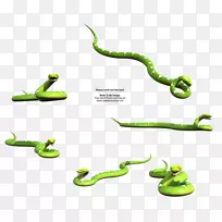 摄影蛇版税-免费绿色蛇