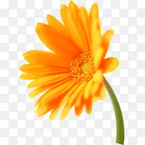 金盏菊橙花-足球标志