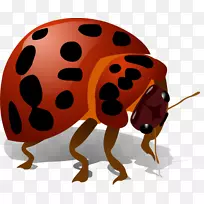 甲虫剪贴画-瓢虫卡通