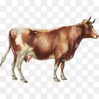 奶牛，泽布，拉肯维德牛，英国长角牛