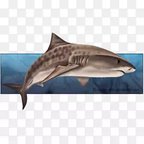 沙虎鲨画水彩虎