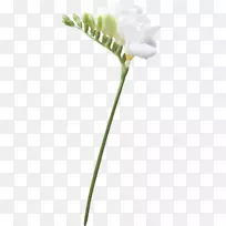 开花植物切花芽植物茎花瓣植物