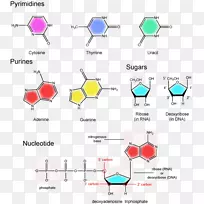 核苷酸含氮碱核酸结构戊糖核酸结构