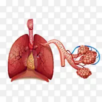 呼吸系统呼吸人体肺-呼吸道