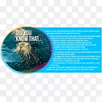 海洋海洋生物广告动物.海狮