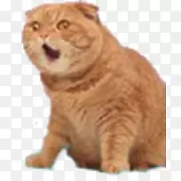 胡须马克斯猫家养短毛猫毛品种野猫