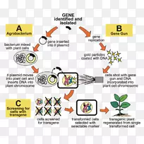 根癌农杆菌基因工程转基因生物转基因食品转基因作物