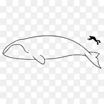 露脊鲸，蓝鲸，布莱德的鲸鱼