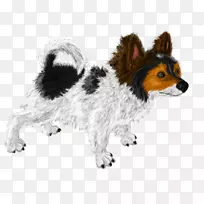 狗繁殖伴犬鼻子毛皮设得兰牧羊犬