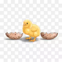 鸭喙鸡作为食物-家禽蛋
