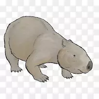 袋熊相结肠动物北极熊袋鼠螨虫-北极熊