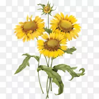 植物学插图普通向日葵艺术植物学-花