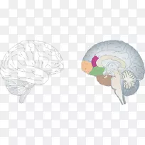 神经可塑性脑神经系统AGY神经元-脑载体