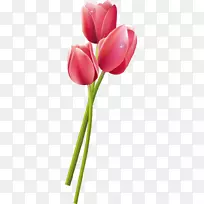 郁金香花eş在粉红郁金香群中的表达