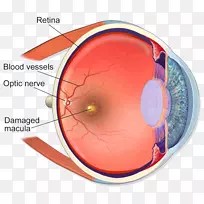 人眼解剖人体视网膜-眼睛