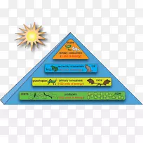能量流生态系统生态金字塔生态食物链-金字塔5步