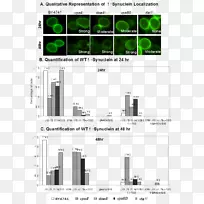 α-突触核蛋白绿色荧光蛋白病帕金森病