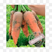 小胡萝卜扎登种子养殖-胡萝卜