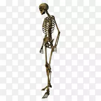 人类骨骼头骨青铜骨架