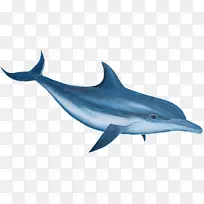 旋转海豚剪贴画-海豚卡通