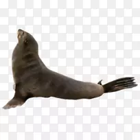 海狮无耳海豹海洋企鹅-海狮