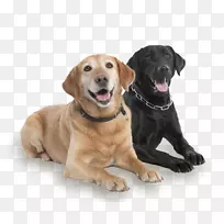拉布拉多猎犬饲养同伴犬亚德利宠物犬有限公司宠物狗