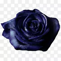 蓝玫瑰花园玫瑰切花玫瑰