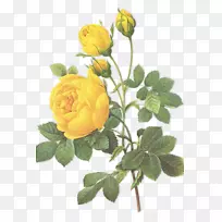 柔毛植物插图玫瑰植物学-玫瑰
