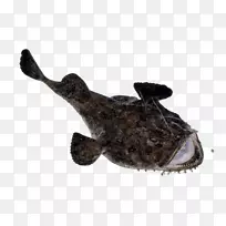 大菱鲆海鲜-种类