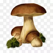杏鲍菇菌类剪贴画-蘑菇