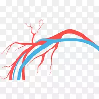 血管外科闭经病静脉-静脉