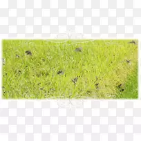 除虫菊-水稻