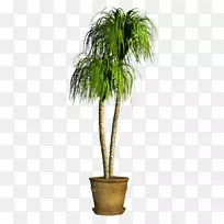 椰子花盆盆栽枣棕榈常绿椰子