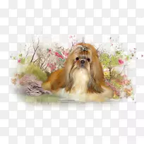 石子哈凡犬莫基拉萨阿普索诺福克犬-小狗