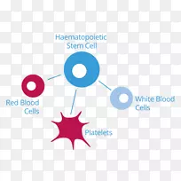脐血白细胞红细胞造血干细胞