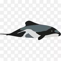 赫克托海豚虎鲸画海豚