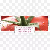 温室番茄，传家宝，番茄，樱桃番茄，冈那根传家宝植物-樱桃番茄