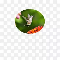 红宝石喉蜂鸟摄影.闪光