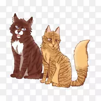 猫家养短毛猫武士兄弟姐妹