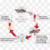 蚊虫传播疾病登革热病毒热带病-蚊子