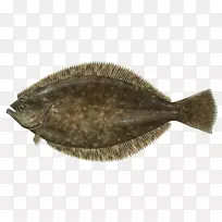 夏季比目鱼捕捞凤眼鱼(Paralichthys Lethostigma)-烤鱼